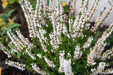 Planze mit kleinen weißen Blüten