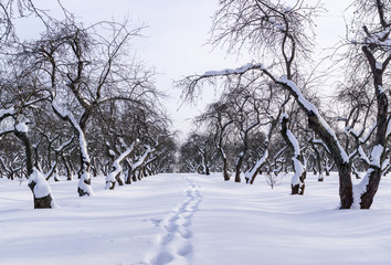 Orchard in winter