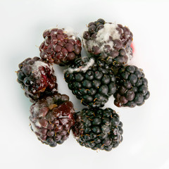 Spoiled BlackBerry berries on white background close-up.