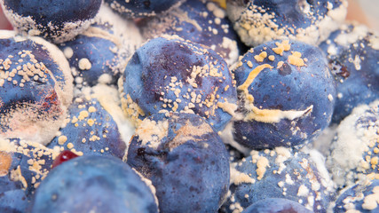 The old blue plum is covered with mold. close up.