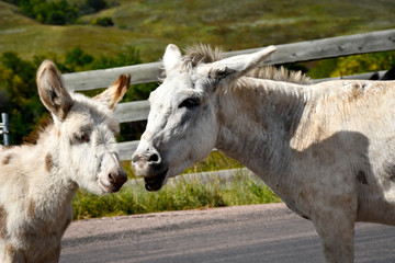 Wild Burro