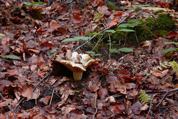 Autumn forest in the mountains