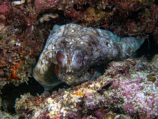 A Common Octopus (Octopus cyanea) in the Indian Ocean