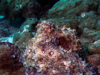 A Common Octopus (Octopus cyanea) in the Indian Ocean