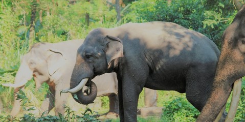 elephant in park