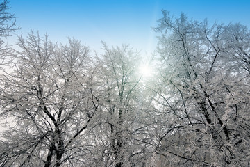Plakat Snow covered branches of tree on sky background