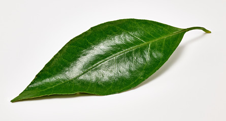 Obraz premium shiny green tangerine leaf on a white background. Macro shooting