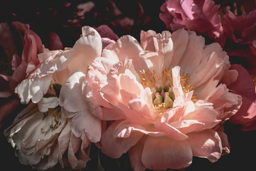 Lush beautiful bouquet of pink and purple peonies 