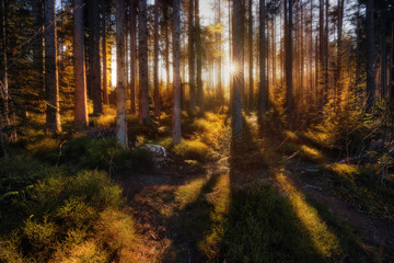 Sumava National park