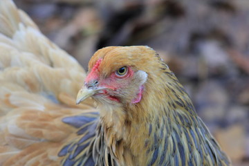 Brahma huhn