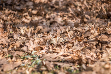 autumn leaves on the ground