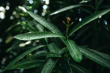 Green leaves background. After the rain. Plant in the natural environment.