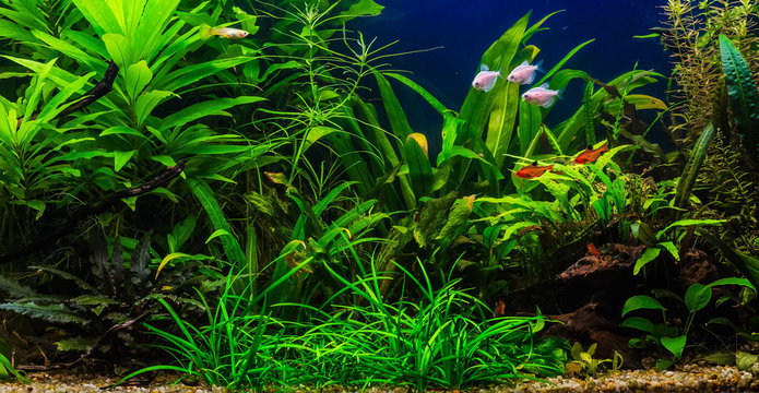 A green beautiful planted tropical freshwater aquarium with fishes