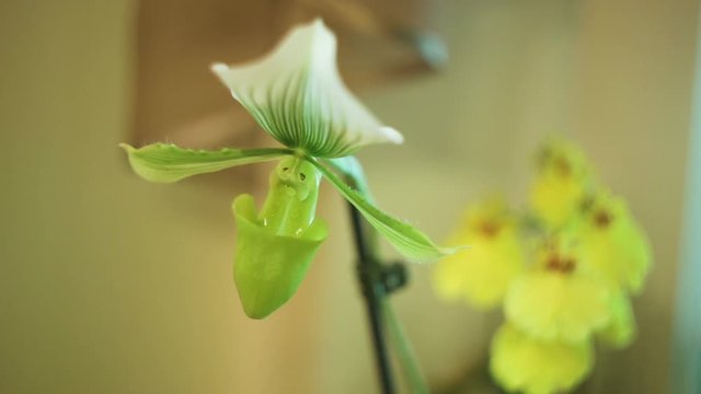 Paphiopedilum Maudiae closeup indoors. Large unusual live flower with a striped green and white stripes on the sail (sepala), fluffy ears (Petaluma), a strange phallic shaped lip. Real time, shallow d