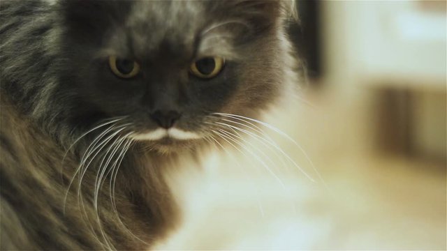White and grey fluffy cat sniffs the air. Predator has a funny color on the face - white funny mustache (babes and sucklings) close-up, real time, shallow depth of field, natural light