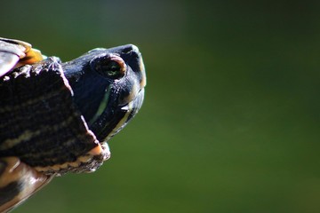Turtle smiling