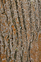 Baumrinde