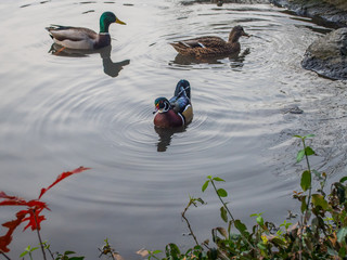 Mandarin duck swimming with another ducks on a pond