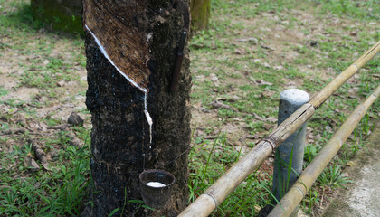 This is the milky juice of the rubber tree - hevea.