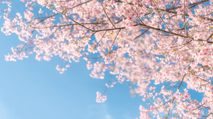 Fototapety  Beauty in nature of pink spring cherry blossom in full bloom  under clear blue sky.