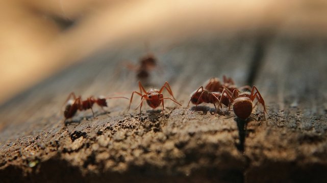 Ants seeing you