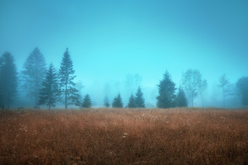 Fototapeta na wymiar Mist forest