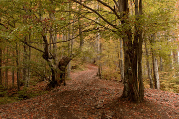 Autumn forest in the mountains
