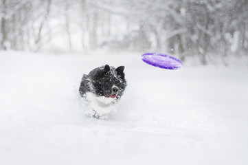 Border Collie dog playing in snow with plastic disk in winter park