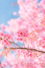 Beauty in nature of pink spring cherry blossom in full bloom  under clear blue sky.