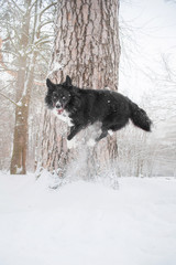 border collie dog jumps on tree in winter forest