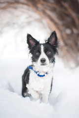 a small black and white half-breed dog froze to stand in the snow