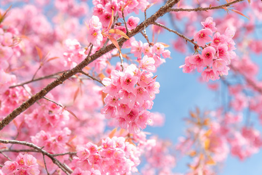 Beauty in nature of pink spring cherry blossom in full bloom  under clear blue sky.