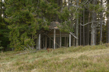 Autumn forest in the mountains
