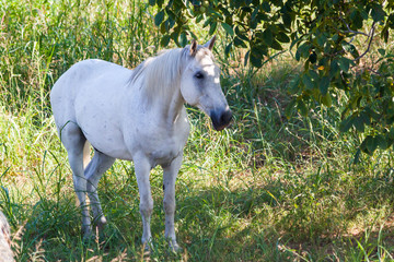 Fototapeta na wymiar Graceful white horse grazing among the trees on the greek island of thassos