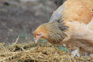 Brahma