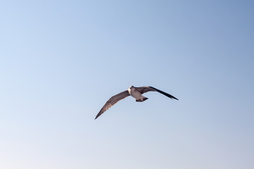 Fototapeta na wymiar Soaring seagull hunting in the greece island of thassos