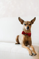 Dog wearing bowtie