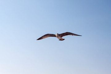 Soaring seagull hunting in the greece island of thassos