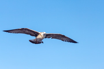 Soaring seagull hunting in the greece island of thassos
