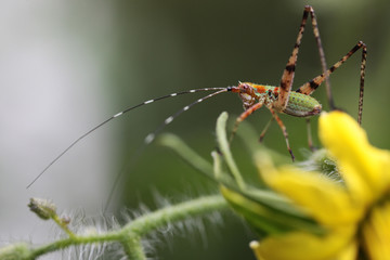 Green and Orange Grasshopper on flowering tomato plant, closeup