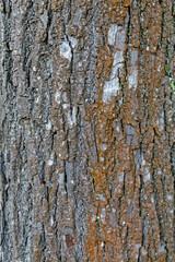 Baumrinde
