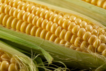 Corn cob close-up background