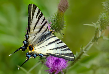 Beautiful butterfly sitting on flower 