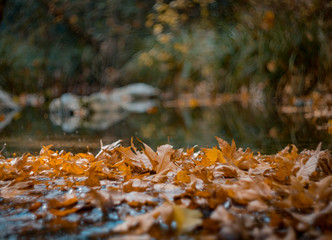 autumn leaves on ground
