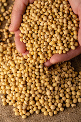 Soybeans close-up in hands