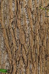 Baumrinde