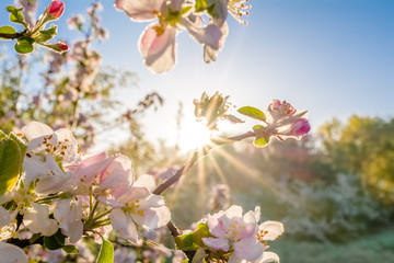 Spring blossoms in the sun. Tree branch with apple flowers, blur background.