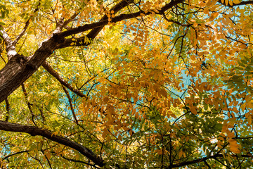 Maple leaves in autumn, Diagonal Mar Park, Barcelona