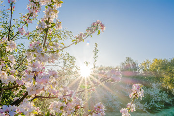 Beautiful morning with sun shining through cherry blossom in spring garden, blossoming branch with pink flowers of sakura