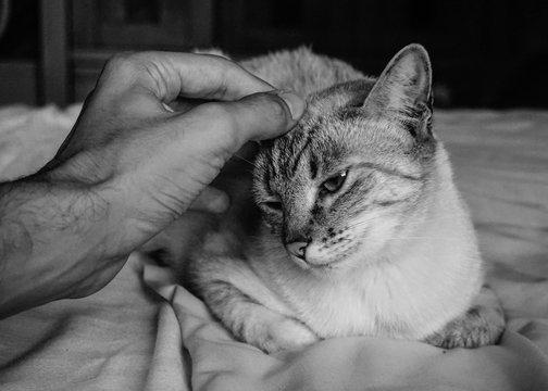 Close-up of a cute cat being petted, head scratch, black and white shot